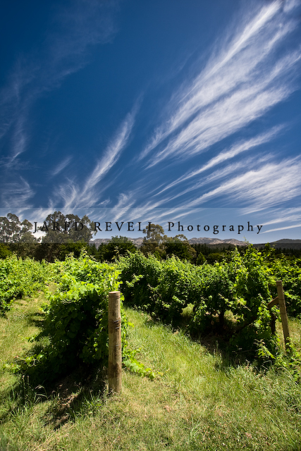 Feathertop