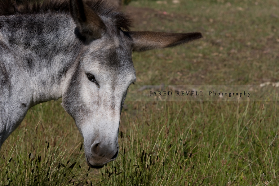 Donkey on Ted's Lavendar Farm