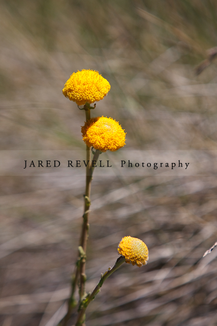 Alpine flowers