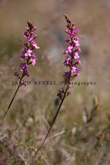 Alpine flowers