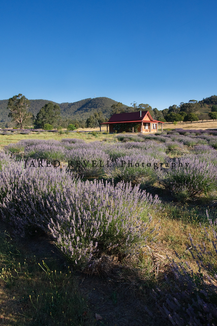 High Country Lavender Farm