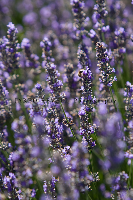 High Country Lavender Farm