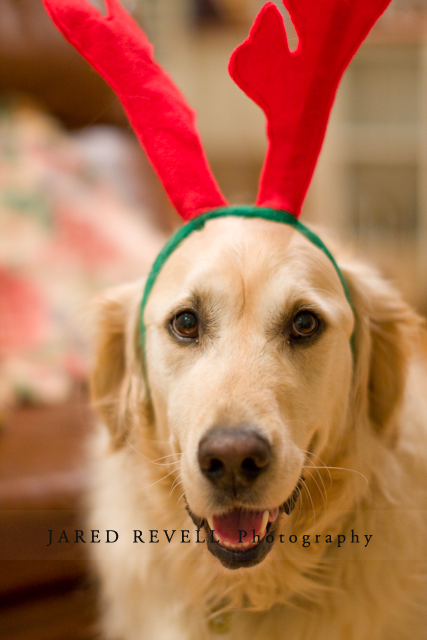 Charlie - Golden Reindeer