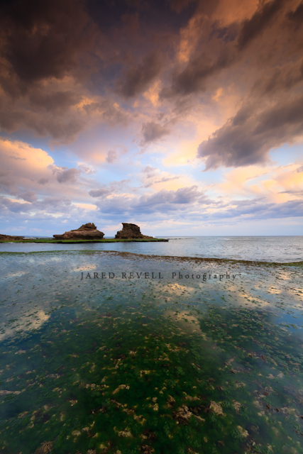 Seagrass reflections