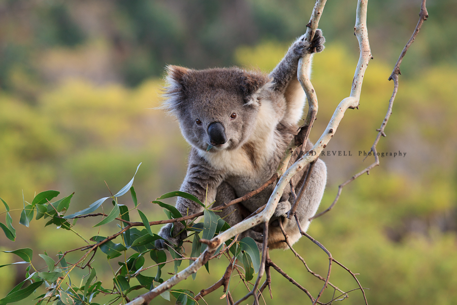 koala